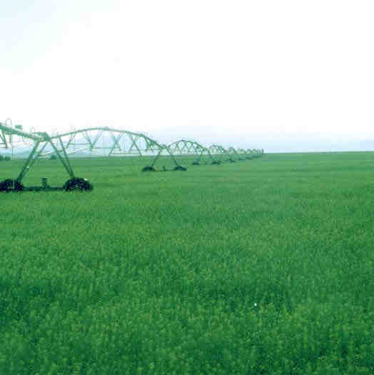 Alfalfa fields and  pivot